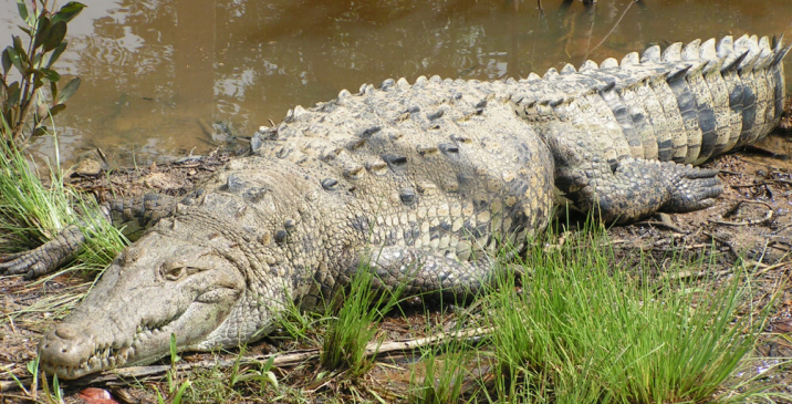 http://imagine-mexico.com/wp-content/uploads/2012/10/crocodile.jpg