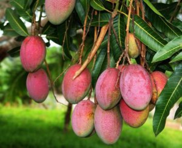 Mango Tree