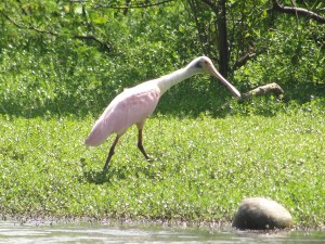 Toncones 1 Glen Novey