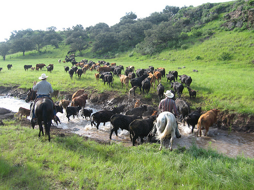 Cattle Ranching